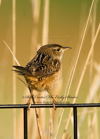 Cistothorus platensis  SEDGE WREN 7014404