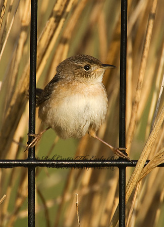 Cistothorus platensis  SEDGE WREN 7014406