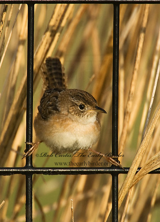 Cistothorus platensis  SEDGE WREN 7014405