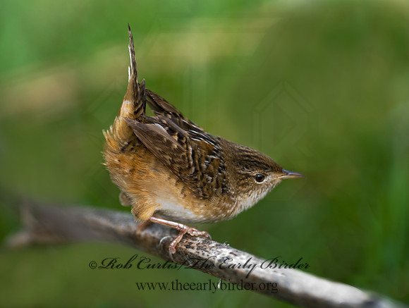 Cistothorus platensis  SEDGE WREN 8002372