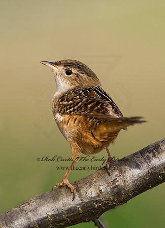 Cistothorus platensis  SEDGE WREN 8002389