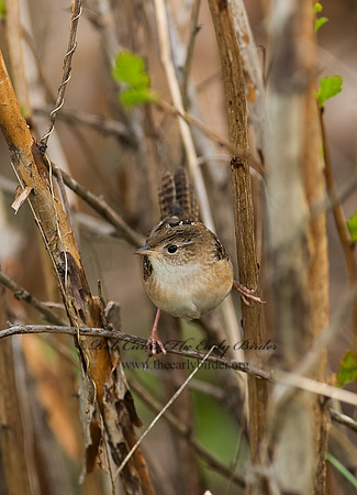 Cistothorus platensis  SEDGE WREN 8002386