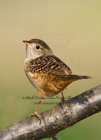 Cistothorus platensis  SEDGE WREN 8002390