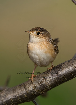 Cistothorus platensis  SEDGE WREN 8002391