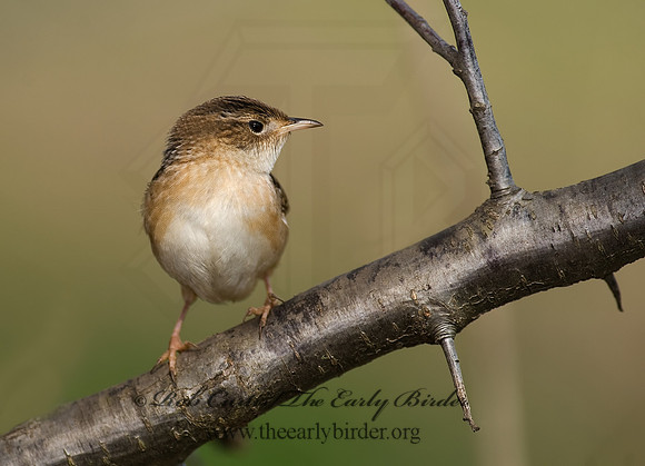 Cistothorus platensis  SEDGE WREN 8002392
