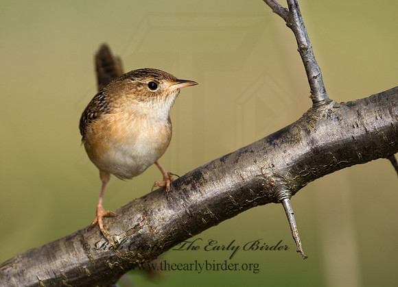 Cistothorus platensis  SEDGE WREN 8002394