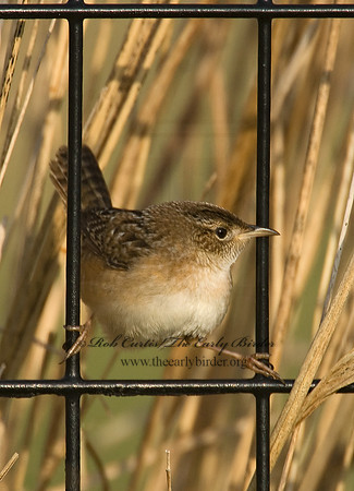 Cistothorus platensis  SEDGE WREN 7014407