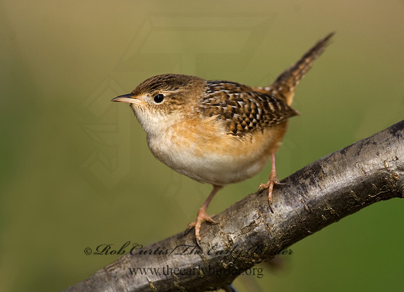 Cistothorus platensis  SEDGE WREN 8002396