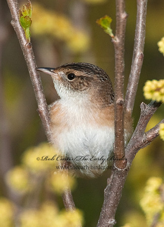 Cistothorus platensis  SEDGE WREN 8021973