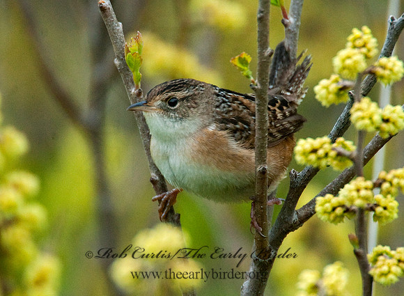 Cistothorus platensis  SEDGE WREN 8021976