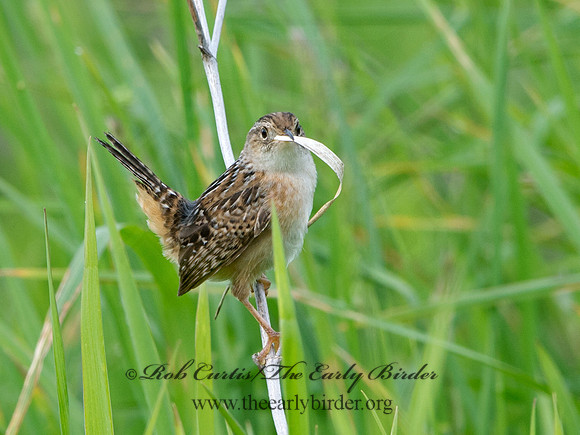 Cistothorus platensis  SEDGE WREN 9038424