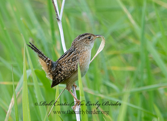 Cistothorus platensis  SEDGE WREN 9038426