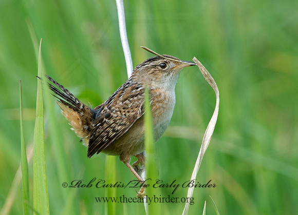 Cistothorus platensis  SEDGE WREN 9038431