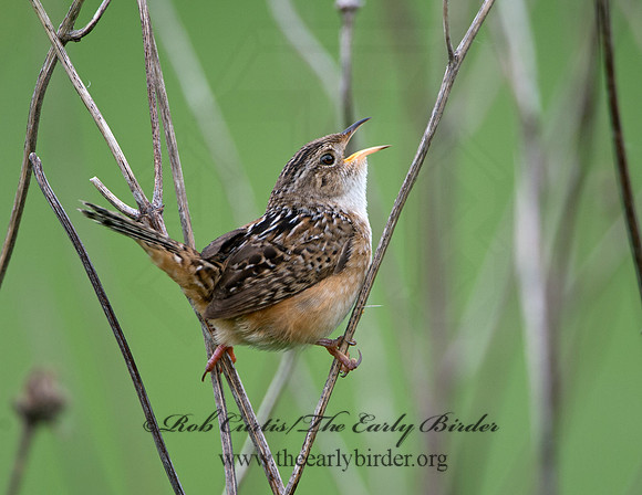 Cistothorus platensis  SEDGE WREN 9039106