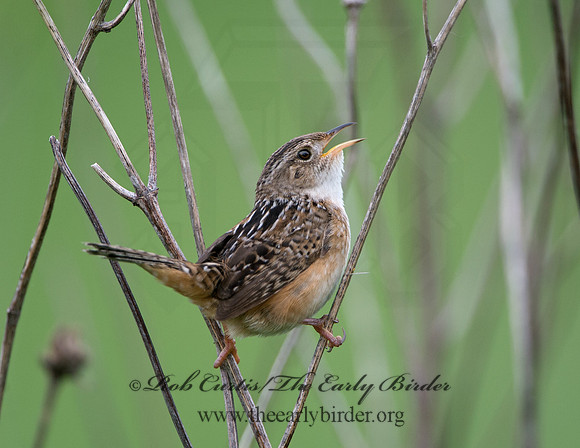 Cistothorus platensis  SEDGE WREN 9039110