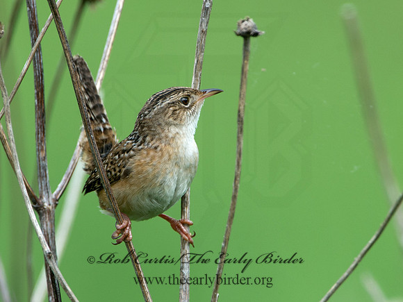 Cistothorus platensis  SEDGE WREN 9039114