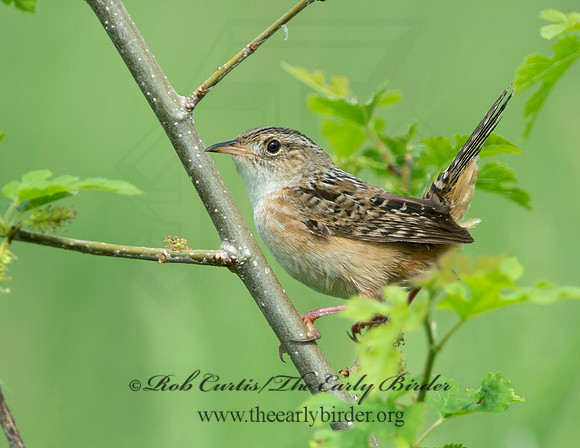 Cistothorus platensis  SEDGE WREN 9039119