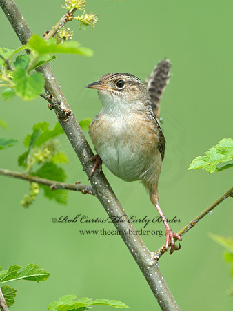 Cistothorus platensis  SEDGE WREN 9039120