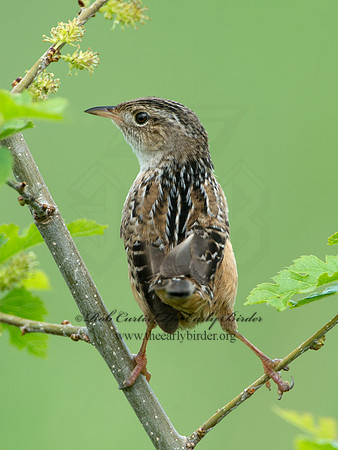 Cistothorus platensis  SEDGE WREN 9039122