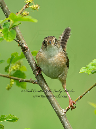 Cistothorus platensis  SEDGE WREN 9039121