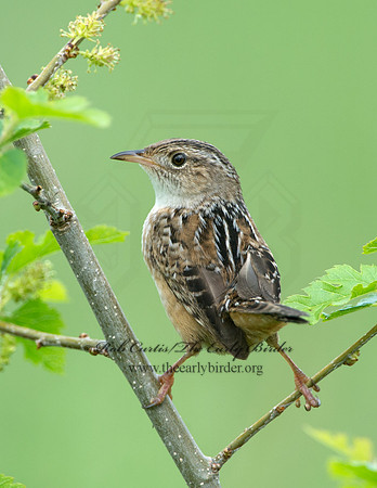 Cistothorus platensis  SEDGE WREN 9039125