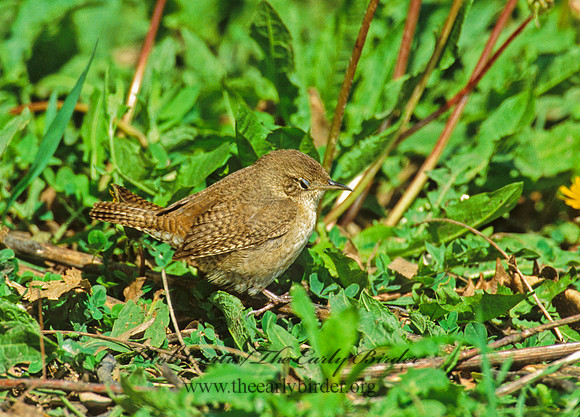 Troglodytes aedon  HOUSE WREN 307422