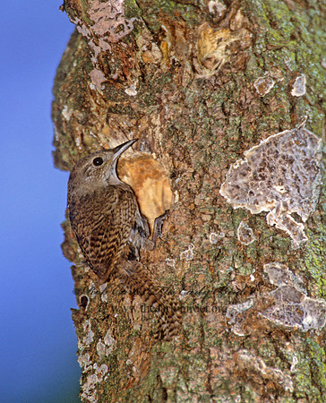 Troglodytes aedon  HOUSE WREN 282236