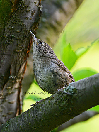 Troglodytes aedon  HOUSE WREN 1303065