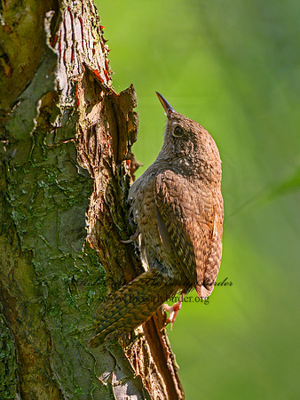 Troglodytes aedon  HOUSE WREN 1303074