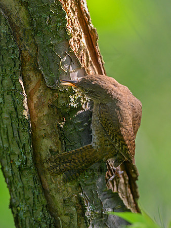 Troglodytes aedon  HOUSE WREN 1303070