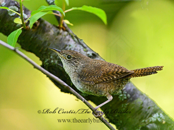 Troglodytes aedon  HOUSE WREN 1303062