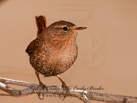 Troglodytes aedon  HOUSE WREN 3001786