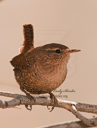 Troglodytes aedon  HOUSE WREN 3001790