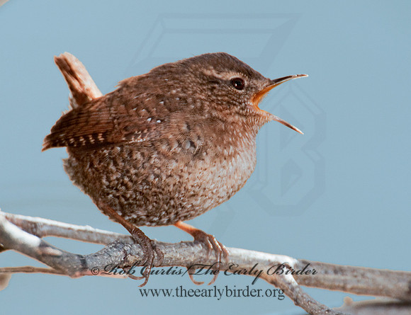 Troglodytes aedon  HOUSE WREN 3001793
