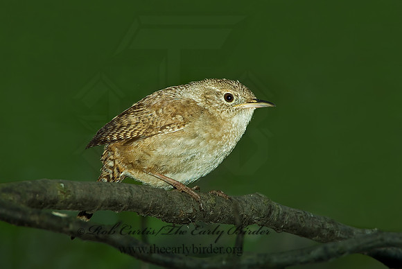 Troglodytes aedon  HOUSE WREN 4001063