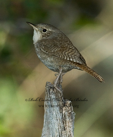 Troglodytes aedon  HOUSE WREN 5006164