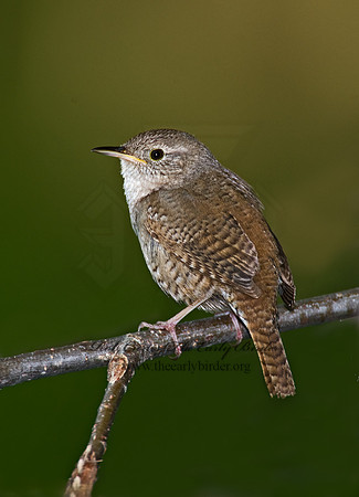 Troglodytes aedon  HOUSE WREN 8004324