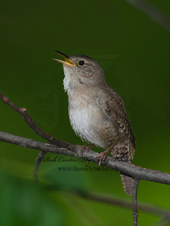 Troglodytes aedon  HOUSE WREN 8004333