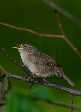 Troglodytes aedon  HOUSE WREN 8004335