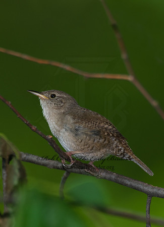 Troglodytes aedon  HOUSE WREN 8004336