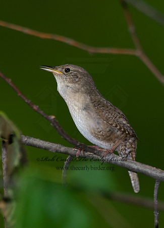 Troglodytes aedon  HOUSE WREN 8004339