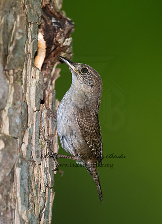 Troglodytes aedon  HOUSE WREN 8004337