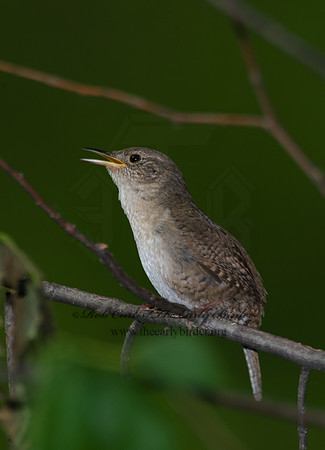 Troglodytes aedon  HOUSE WREN 8004342