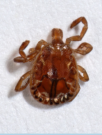 Amblyomma americanum  LONE STAR TICK 3041635z