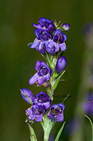 Penstemon deaverii (or lineata)  MOUNT GRAHAM PENSTEMON 7009966z
