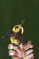 Bombus auricomus BLACK & GOLD BUMBLEBEE 5000158 z