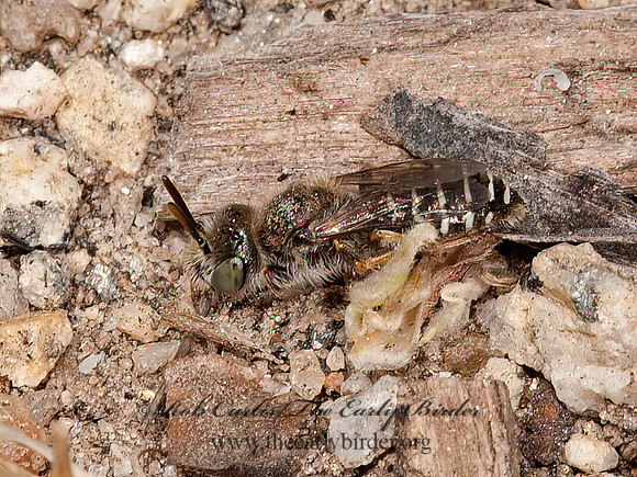 Calliopsis  MINING BEE 8037144z