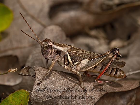 Melanoplus keeleri  KEELER'S  SPUR-THROATED GRASSHOPPER 9051769z