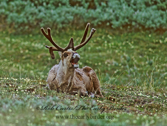 Rangifer tarandus  CARIBOU 235323z