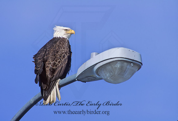 Haliaeetus leucocephalus  BALD EAGLE 219005z